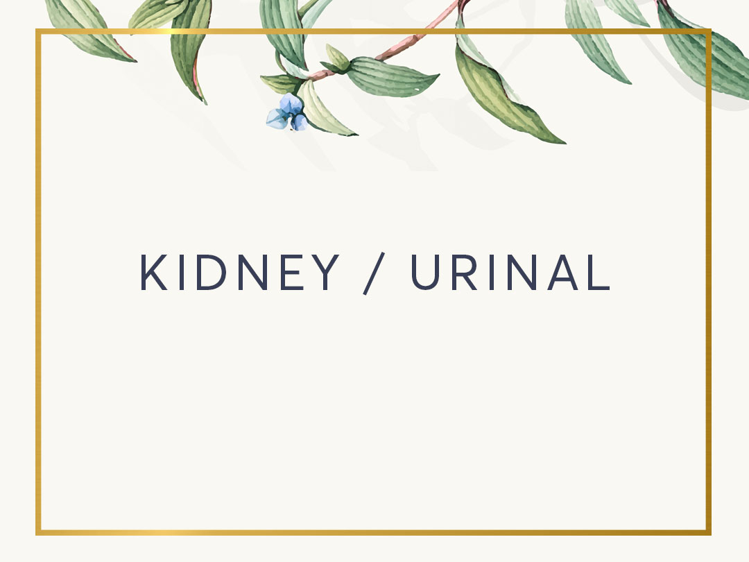 Kidney / urinal
